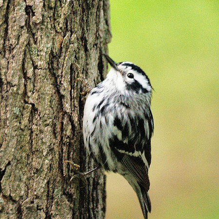 Black-and-White Warbler, Central Park