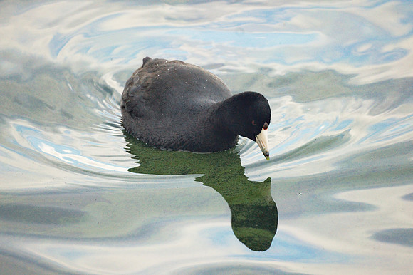 American Coot, Central Park Reservoir