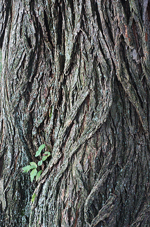 Tree, Central Park