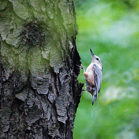 White-Breasted Nuthatch, Central Park