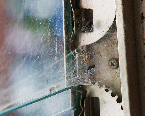 A spider's lair, in the cafe of the Central Park Zoo