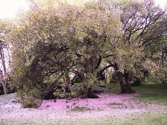 Cherry blossoms fall, etc., etc.