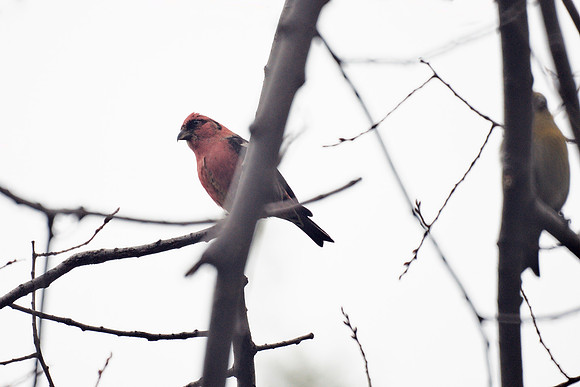White-Winged Crossbills, Central Park