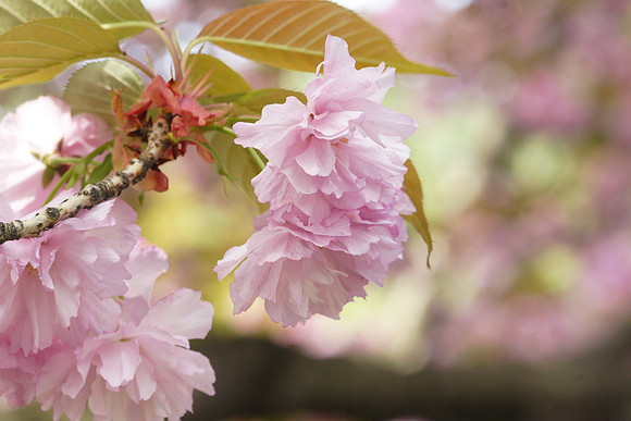 Cherry blossoms, Brooklyn Botanic Garden