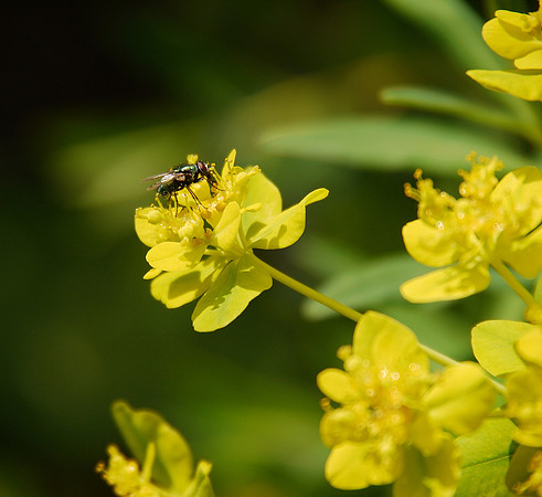 Fly gathering pollen