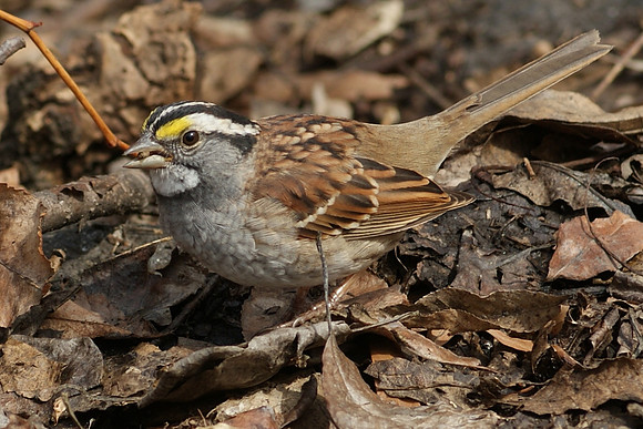 sparrow lunching (6)