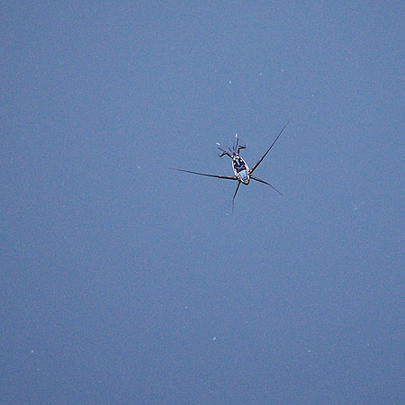 Water strider
