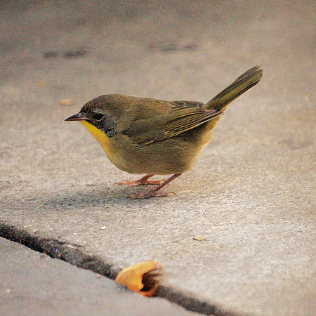 Common Yellowthroat, Bryant Park