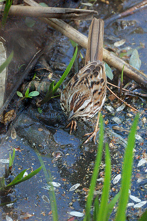 Song Sparrow, Central Park