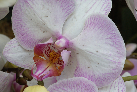 White phalaenopsis with pink fringe