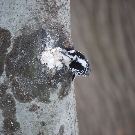 Downy Woodpecker, Central Park