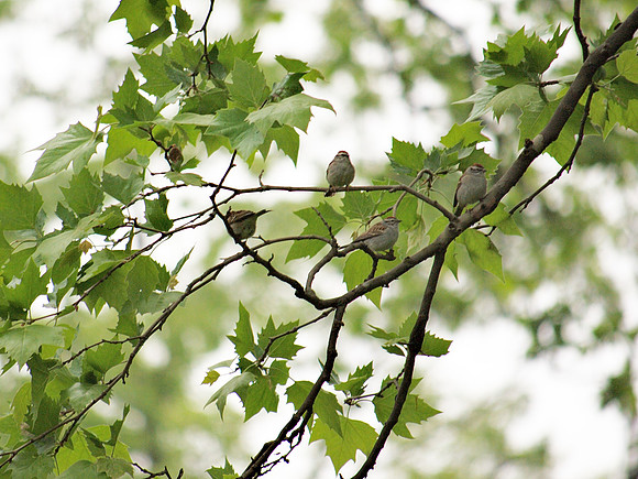 Chipping Sparrows, Central Park