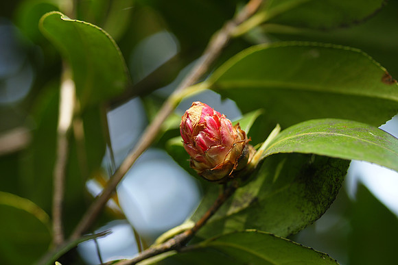 Budding, Brooklyn Botanic Garden