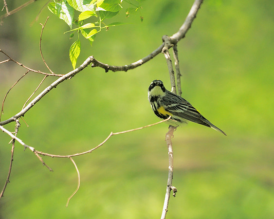 Warbler guardant