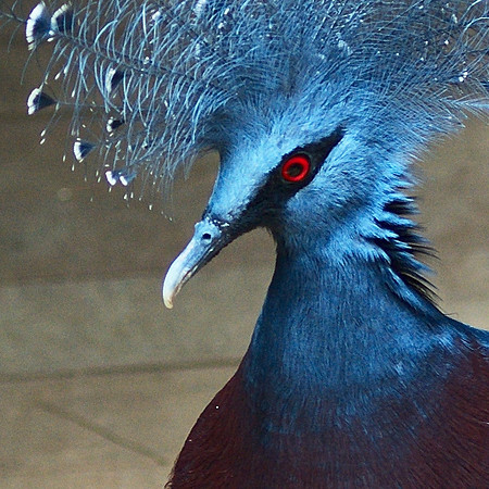 Victoria Crowned Pigeon