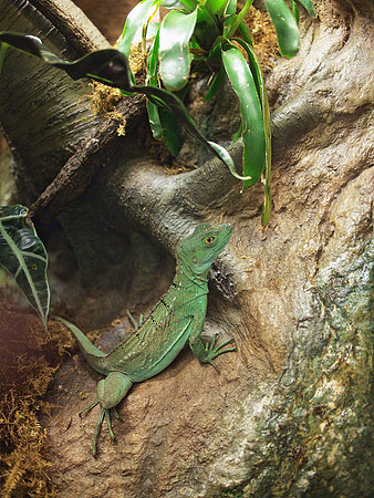 Green Basilisk