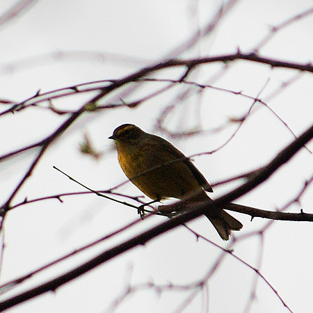 Palm Warbler