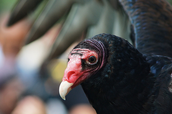 Turkey Vulture