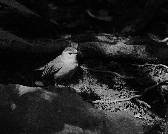 catbird, shadows