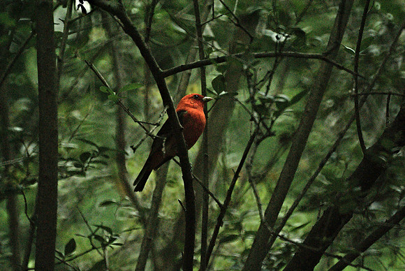 Scarlet Tanager, Central Park