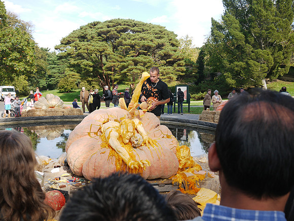 Giant pumpkin carving, NY Botanical Garden