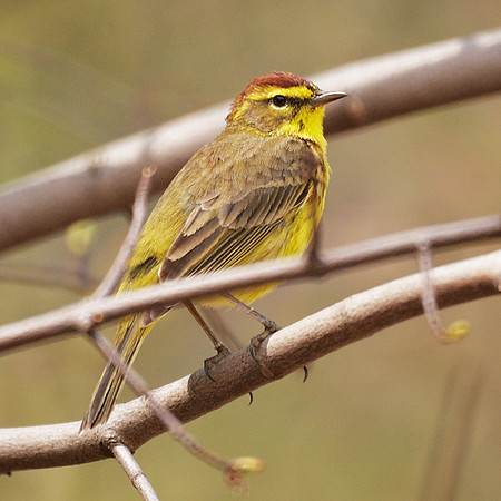 Palm Warbler, NY Botanical Garden