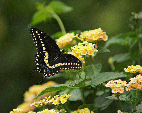 Black Swallowtail, Brooklyn Botanic Garden