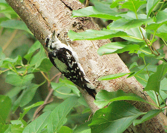 Downy Woodpecker, Burlington MA