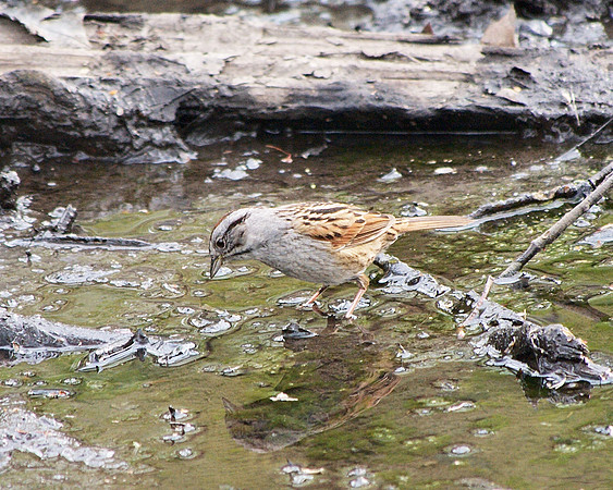 Swamp Sparrow, Central Park