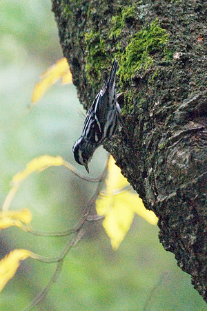 Black and White Warbler, Central Park