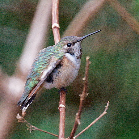 Rufous Hummingbird, Theodore Roosevelt Park