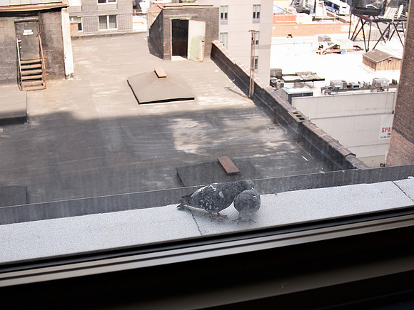 Pigeons, Garment District