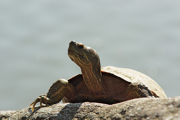Turtle, Central Park Lake