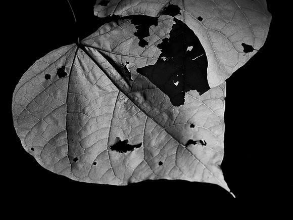 Leaves, Central Park