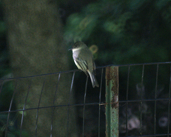 Eastern Phoebe, Central Park