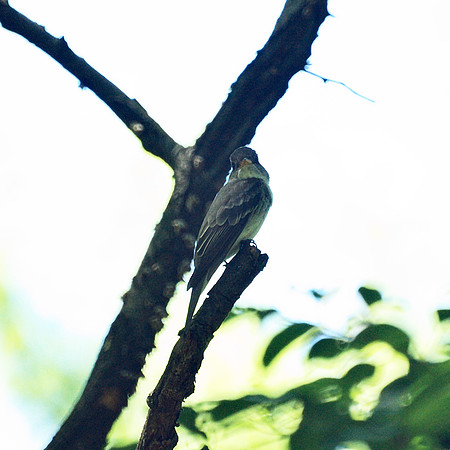 Eastern Wood Pewee, Central Park