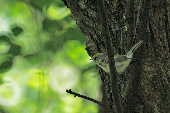 Chestnut-Sided Warbler, Central Park