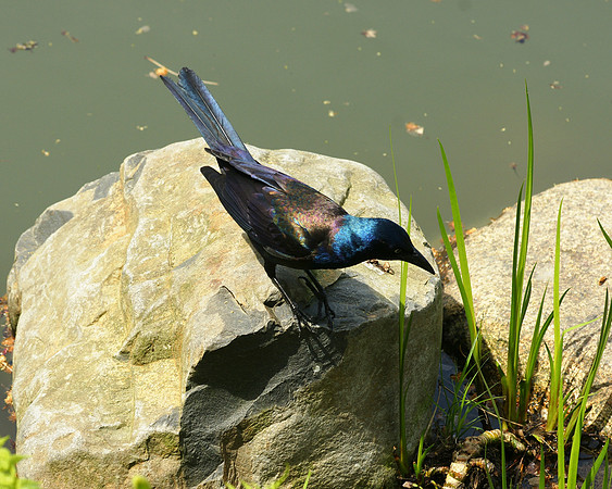 Grackle, Brooklyn Botanic Garden