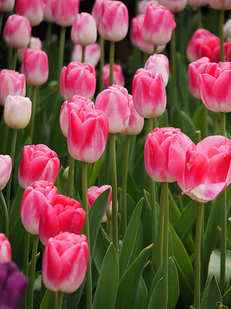 Tulips, Central Park Conservancy Garden