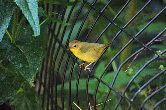 Wilson's Warbler, Central Park
