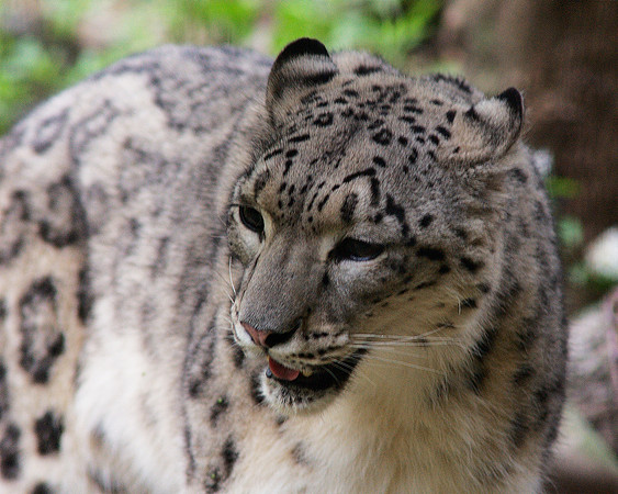 Snow Leopard, Bronx Zoo