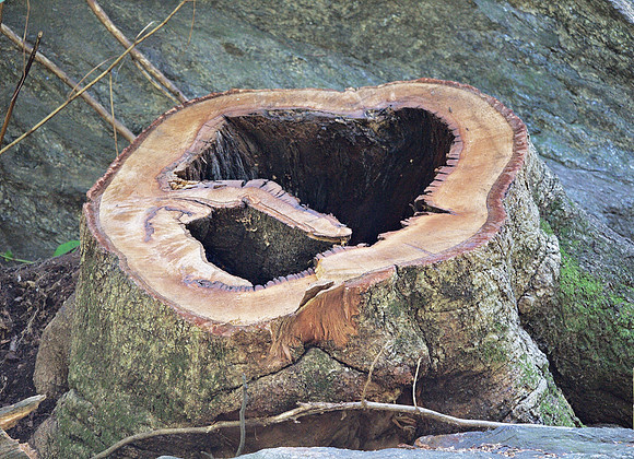 Tree stump, The Ramble