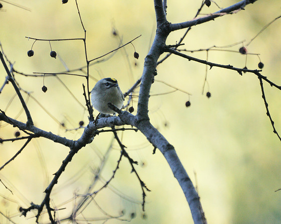 Golden-crowned Kinglet and berries