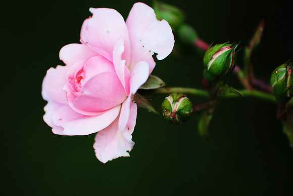 the summer's flower is to the summer sweet