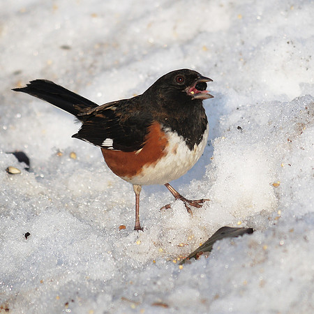 Eastern (Rufous-sided) Towhee, Central Park