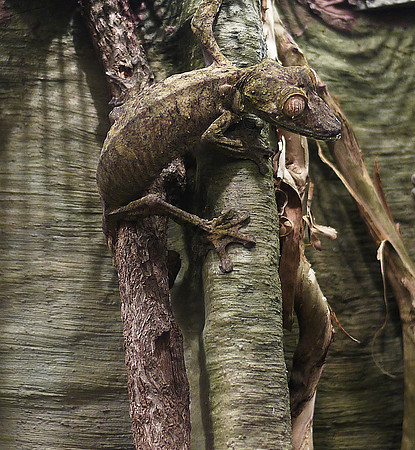 Everybody loves Hypnolizard!