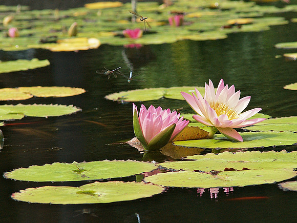 Dragonflies in flight over water lilies