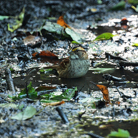 White-Throated Sparrow