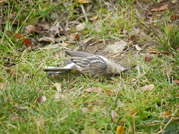 Dead Yellow-Rumped Warbler, Bronx Zoo