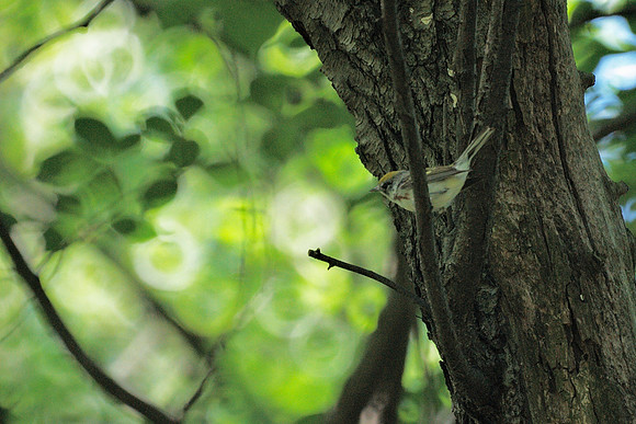 Chestnut-Sided Warbler, Central Park